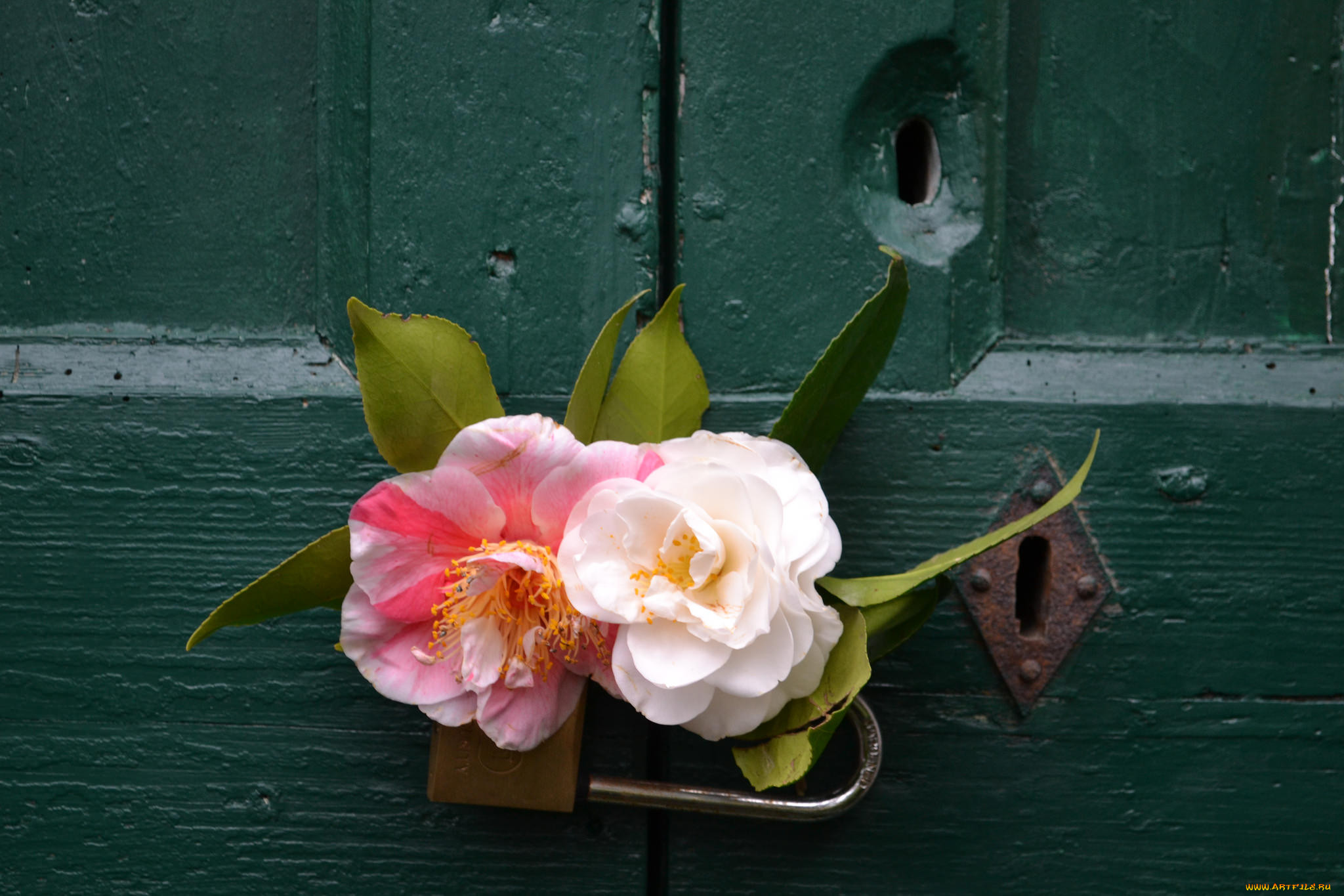 , , camellia, shrubs, flowering, bud, leaf, , , , , 